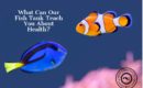 What Can a Fish Tank Teach You About Health?